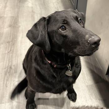 Willow (Courtesy Post) -  Labrador Retriever Dog for Adoption in Nashville, Indiana - Willow (Courtesy Post) | PetCurious