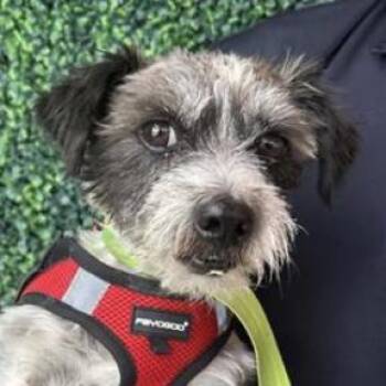 Maurice -  Terrier and Mixed Breed Dog for Adoption in Tacoma, Washington - Maurice | PetCurious
