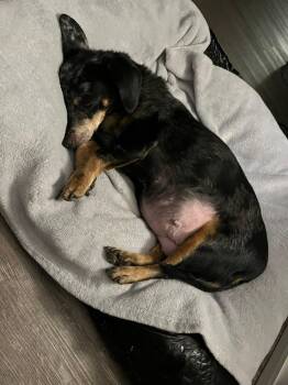 Rescue Dachshund Dogs for Adoption in Fort Walton Beach, Florida - Sadie | PetCurious