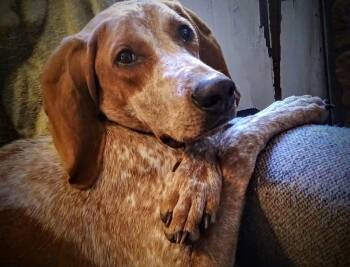 English Coonhound Dogs Available for Adoption in Monterey, Virginia - Bootleg - Sponsored! | PetCurious