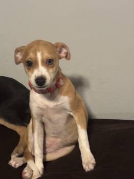 Penelope -  Terrier Dog for Adoption in Plymouth, Michigan - Penelope | PetCurious