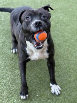 Tyrique -  Pit Bull Terrier and Mixed Breed Dog for Adoption in Atlanta, Georgia - Tyrique | PetCurious