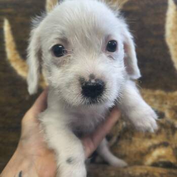 Ghost -  Jack Russell Terrier Dog for Adoption in Moses Lake, Washington - Ghost | PetCurious