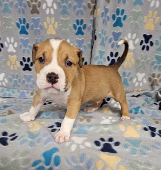 Jello -  Mixed Breed Dog for Adoption in Wabash, Indiana - Jello | PetCurious