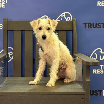 TUFFIE -  Terrier and Mixed Breed Dog for Adoption in Waterford, New Jersey - TUFFIE | PetCurious