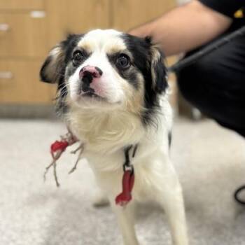Pippity Pop -  Spaniel and Mixed Breed Dog for Adoption in Arlington, Virginia - Pippity Pop | PetCurious