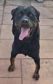 Rocksie -  Rottweiler and Mixed Breed Dog for Adoption in Shreveport, Louisiana - Rocksie | PetCurious