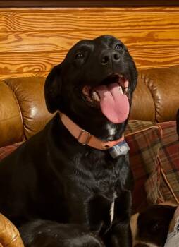 Lottie -  Black Labrador Retriever Dog for Adoption in Holly Springs, Mississippi - Lottie | PetCurious