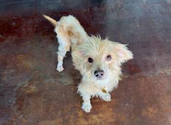 Bob -  Border Terrier and Mixed Breed Dog for Adoption in San Antonio, Texas - Bob | PetCurious