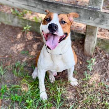 Brom Bones -  Mixed Breed Dog for Adoption in Milton, Florida - Brom Bones | PetCurious