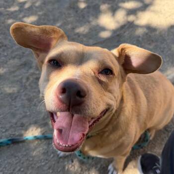 Chloe -  Labrador Retriever and Pit Bull Terrier Dog for Adoption in Reno, Nevada - Chloe | PetCurious