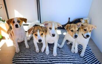 Beagle and Hound Dogs Available for Adoption in Evergreen, Colorado - Pawley | PetCurious