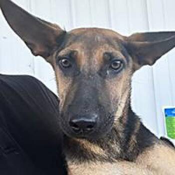 Gabby - URGENT -  German Shepherd Dog Dog for Adoption in Thousand Oaks, California - Gabby - URGENT | PetCurious