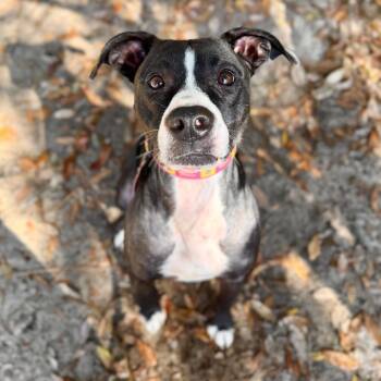 Mixed Breed Dogs Available for Adoption - Amelia | PetCurious