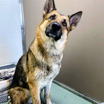 German Shepherd Dog Dogs Available for Adoption in Lyndhurst, Virginia - Esperanza | PetCurious