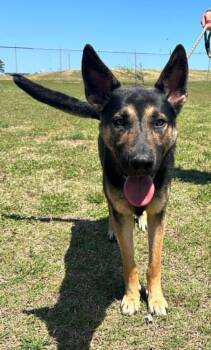 Rex -  German Shepherd Dog Dog for Adoption in Scott, Louisiana - Rex | PetCurious