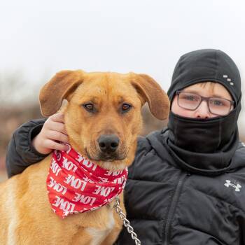 Shepherd and Hound Dogs Available for Adoption - Ginger | PetCurious