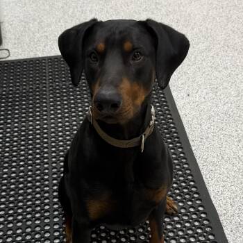 Doberman Pinscher Dogs Available for Adoption in Hood River, Oregon - Dexter | PetCurious