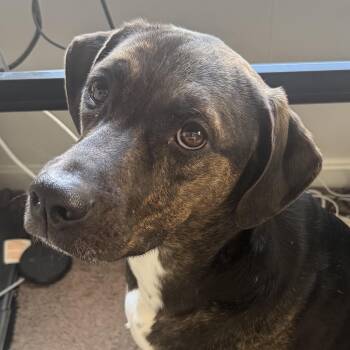 Hound and Mountain Cur Dogs Available for Adoption in Alexandria, Louisiana - Gus (aka Russ) - Available For Meet& Greet | PetCurious