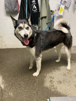 Rescue Siberian Husky Dogs for Adoption in Woodland, California - LOLA | PetCurious