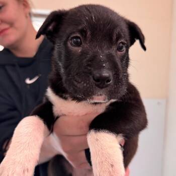 Labrador Retriever and American Staffordshire Terrier Dogs Available for Adoption - Jocelyn | PetCurious