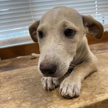 TOM -  Mixed Breed Dog for Adoption in West Palm Beach, Florida - TOM | PetCurious