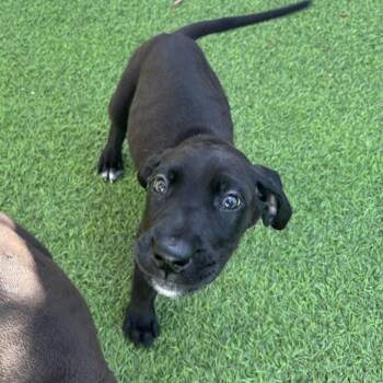 Dior 6860 -  Great Dane Dog for Adoption in Loxahatchee Groves, Florida - Dior 6860 | PetCurious