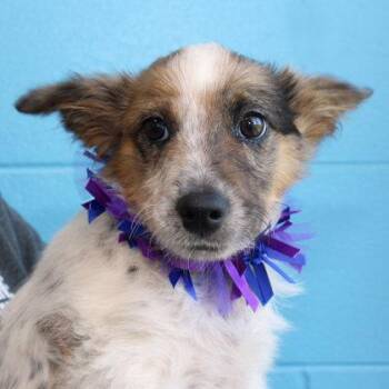 Cooper -  Mixed Breed Dog for Adoption in Lansing, Michigan - Cooper | PetCurious