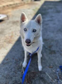 Siberian Husky Dogs Available for Adoption in Chula Vista, California - LEIA | PetCurious