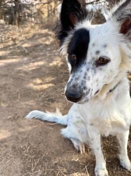 Border Collie and Mixed Breed Dogs Available for Adoption in Fort Collins, Colorado - Maybelle | PetCurious