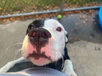 Kennedy -  Pit Bull Terrier Dog for Adoption in Chicago, Illinois - Kennedy | PetCurious