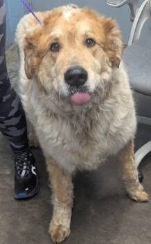 Blooper -  Great Pyrenees and Akita Dog for Adoption in Evansville, Indiana - Blooper | PetCurious