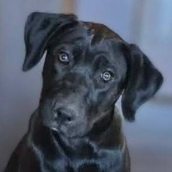 Weimaraner and Labrador Retriever Dogs Available for Adoption in Boerne, Texas - Brook | PetCurious