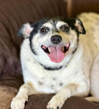 Miley -  Jack Russell Terrier Dog for Adoption in Columbia, Illinois - Miley | PetCurious