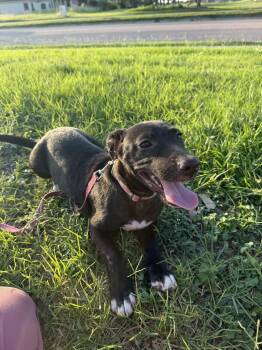 Max -  Pit Bull Terrier Dog for Adoption in Boise, Idaho - Max | PetCurious