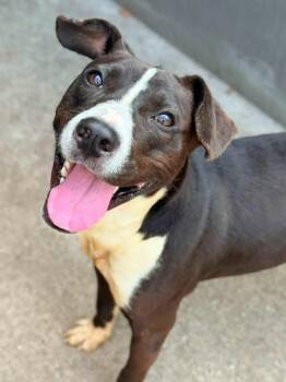 Gonger -  Pit Bull Terrier Dog for Adoption in Chicago, Illinois - Gonger | PetCurious