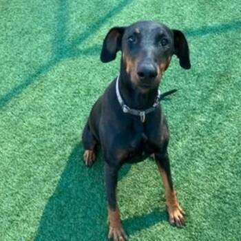 Stonie -  Doberman Pinscher and None Dog for Adoption in Nampa, Idaho - Stonie | PetCurious