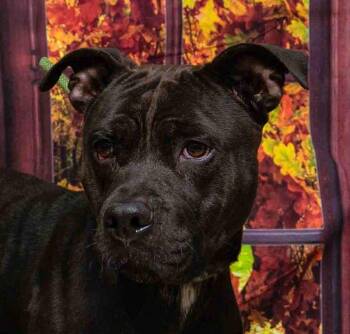 Rescue Terrier Dogs for Adoption in Sanford, Florida - Buster | PetCurious