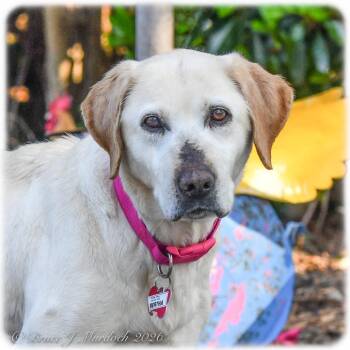 Retriever Dogs Available for Adoption - Bertha | PetCurious