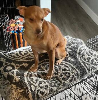 Chihuahua Dogs Available for Adoption in Gorham, Maine - Orville | PetCurious