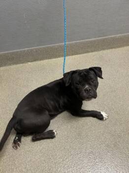 Pit Bull Terrier Dogs Available for Adoption in Las Vegas, Nevada - OOLONG | PetCurious