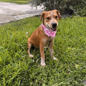 Cookie -  Labrador Retriever Dog for Adoption in Williston, Vermont - Cookie | PetCurious