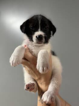 Mixed Breed Dogs Available for Adoption in Myrtle Beach, South Carolina - June | PetCurious