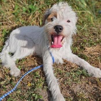 Terrier Dogs Available for Adoption in Hughesville, Maryland - Chris | PetCurious