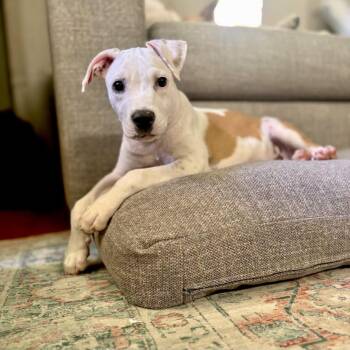 Steele -  Pit Bull Terrier Dog for Adoption in Philadelphia, Pennsylvania - Steele | PetCurious