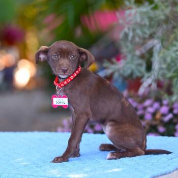 Rescue Chihuahua Dogs for Adoption in Wake Forest, North Carolina - Dorito | PetCurious