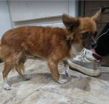 Stimpy -  Chihuahua Dog for Adoption in Sedalia, Colorado - Stimpy | PetCurious