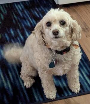 Cavalier King Charles Spaniel and Poodle Dogs Available for Adoption in Overland Park, Kansas - Honey | PetCurious