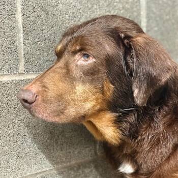 Buchanon -  Mixed Breed Dog for Adoption in Pauls Valley, Oklahoma - Buchanon | PetCurious