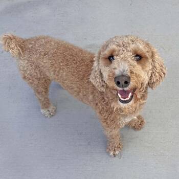 Sanders -  Mixed Breed Dog for Adoption in Hailey, Idaho - Sanders | PetCurious